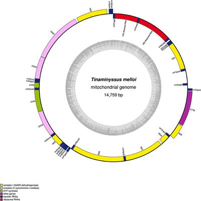 Complete Mitochondrial Genomes and Bacterial Metagenomic Data From Two Species of Parasitic Avian Nasal-Mites (Rhinonyssidae: Mesostigmata)